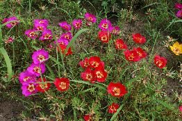 013_Portulaca grandiflora